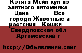 Котята Мейн-кун из элитного питомника › Цена ­ 20 000 - Все города Животные и растения » Кошки   . Свердловская обл.,Артемовский г.